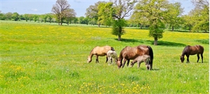 ferme à la vente -   03100  MONTLUCON, surface 153 m2 vente ferme - UBI475268885